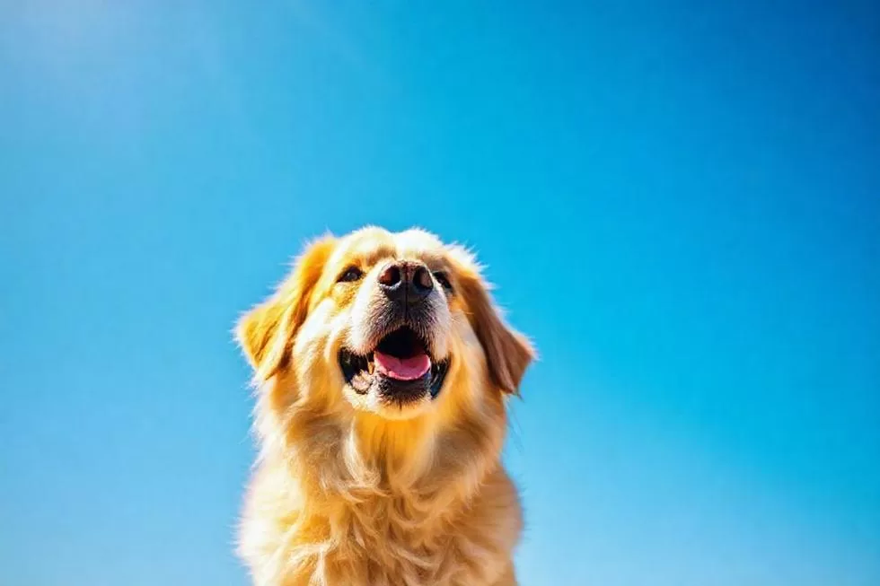 A Luz Solar e a Saúde Óssea de Cães Seniores: O Que Você Precisa Saber