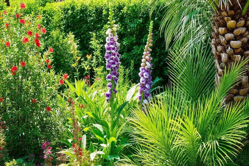 Reconhecendo Plantas Tóxicas Comuns