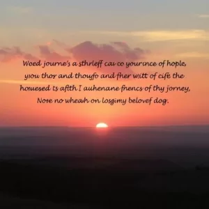 Superando a Perda de um Companheiro Canino: 5 Passos para Encontrar Conforto e Esperança