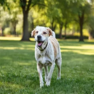 Alivie a Dor da Artrite do Seu Cão Idoso com Laser Frio: Como Essa Alternativa Natural Pode Transformar a Qualidade de Vida