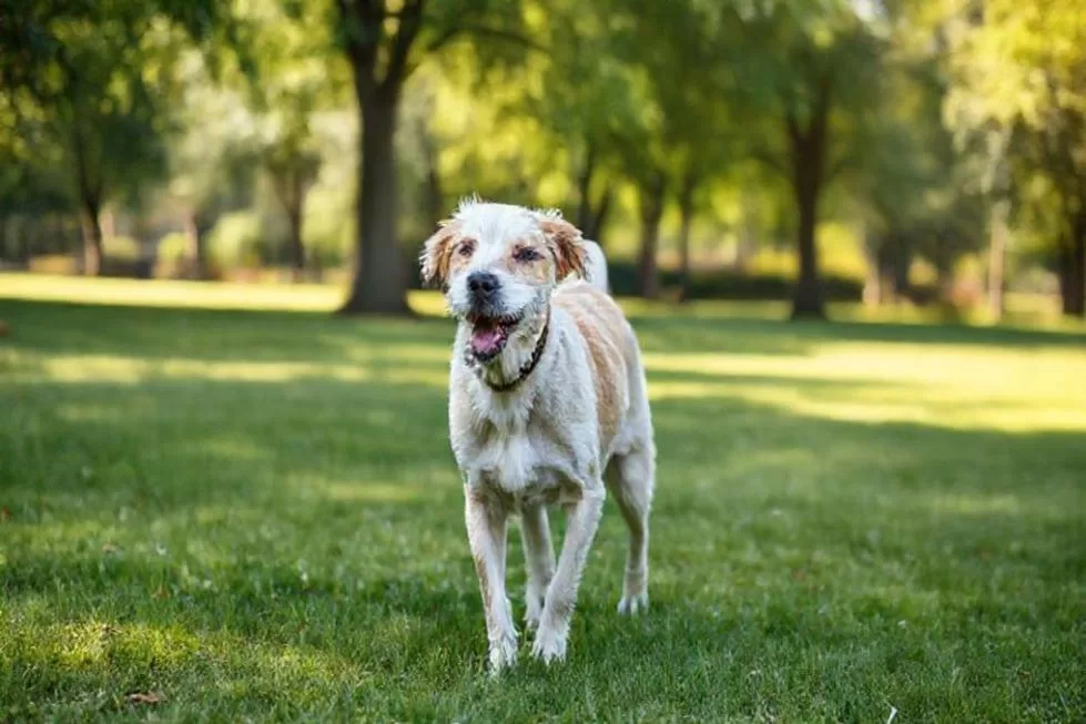 Alivie a Dor da Artrite do Seu Cão Idoso com Laser Frio: Como Essa Alternativa Natural Pode Transformar a Qualidade de Vida