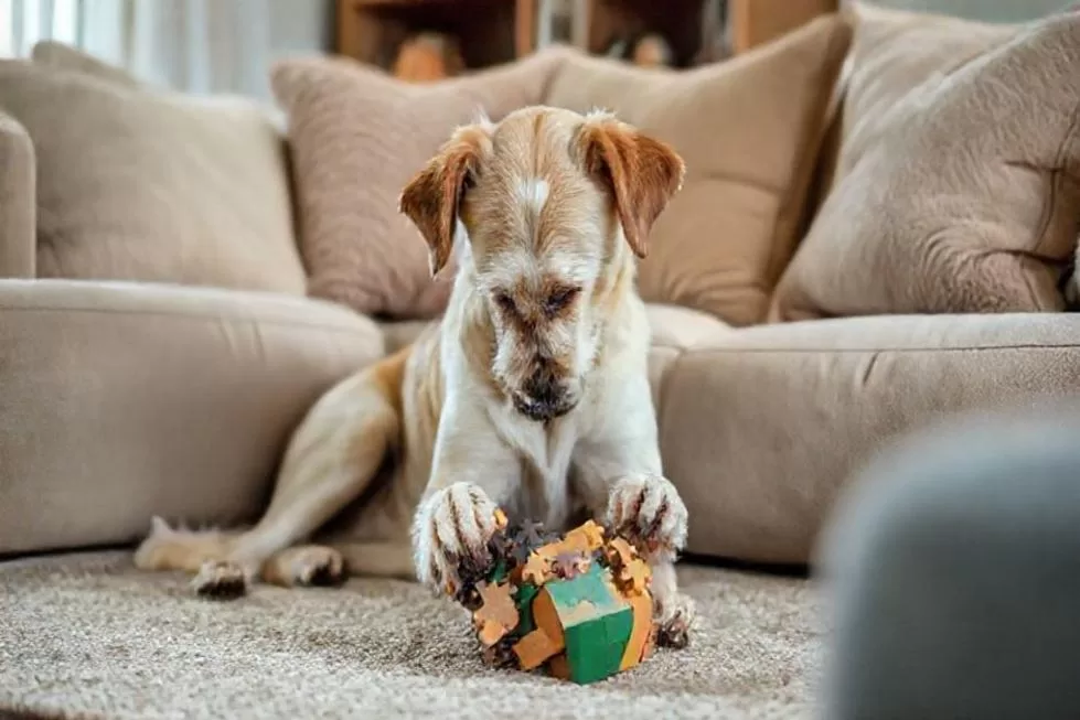 A Importância da Atividade Física e Mental para Cães Idosos