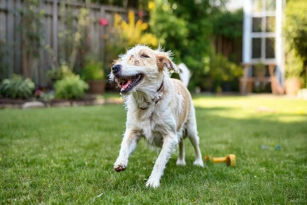 Nove Estratégias para Proporcionar Conforto e Alegra