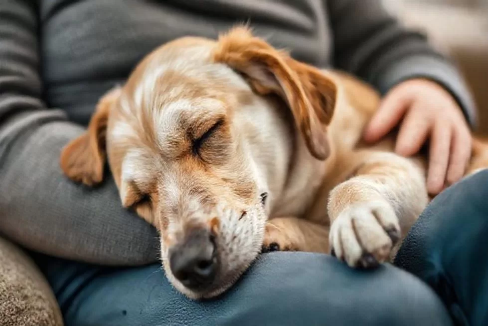 Desvendando a Demência em Cães: Como Identificar e Cuidar do Seu Melhor Amigo