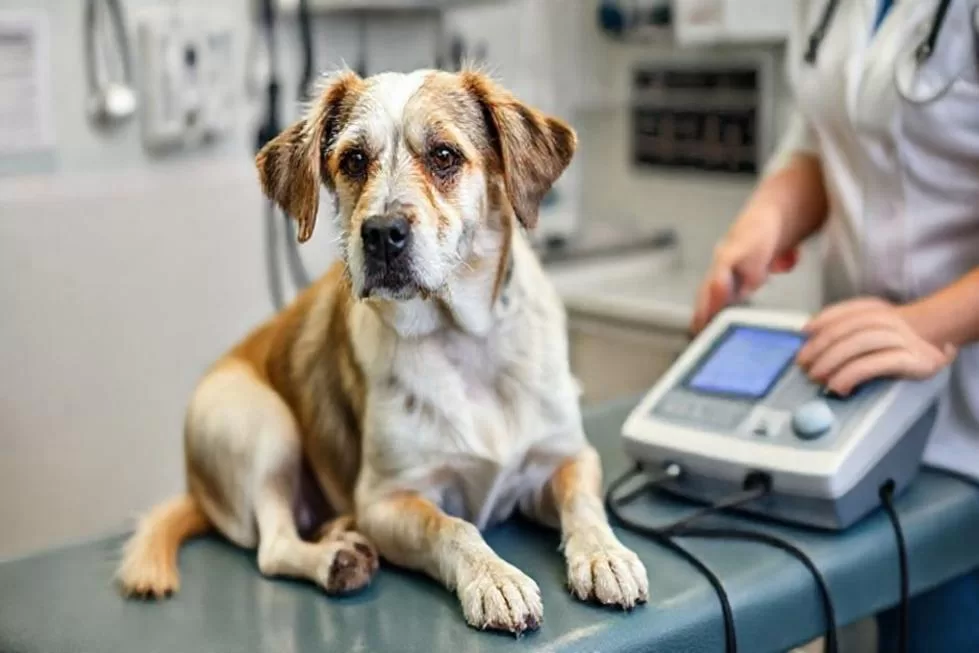 Por que o ECG é Essencial na Saúde Canina