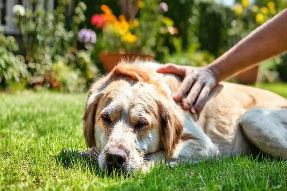 Entendendo o Melanoma em Cães: Como Proteger Seu Melhor Amigo na Velhice