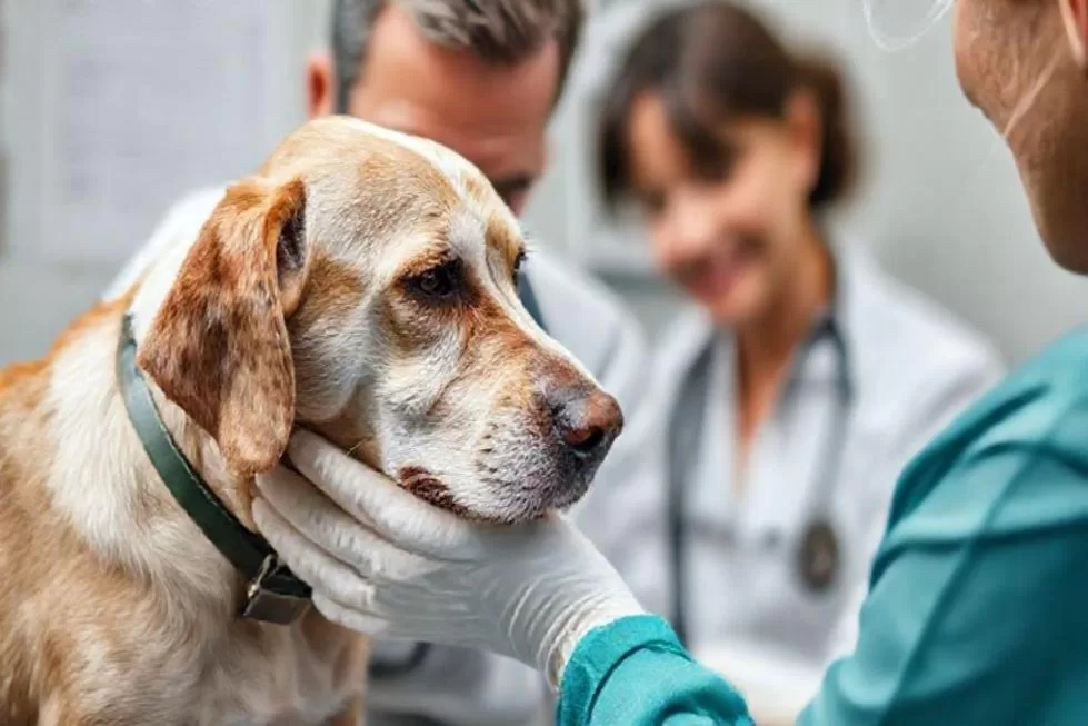 Identificação e Cuidados: Sinais e Tratamentos do Melanoma em Cães