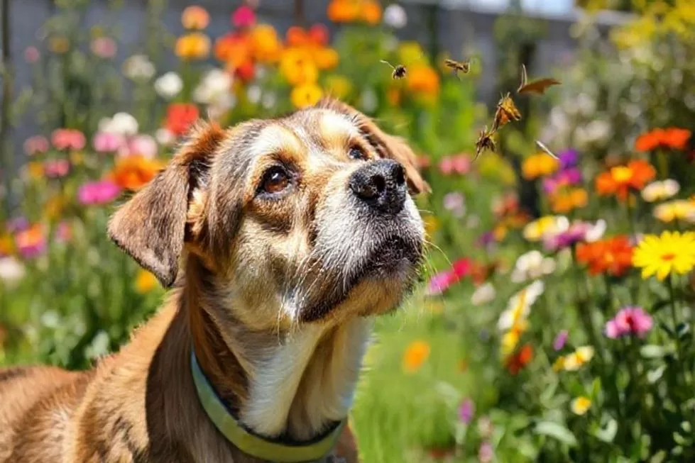 Fly-Snapping em Cães Idosos: Entenda Este Comportamento Inusitado e Como Ajudar 1 O Que é Fly-Snapping e Como Reconhecer