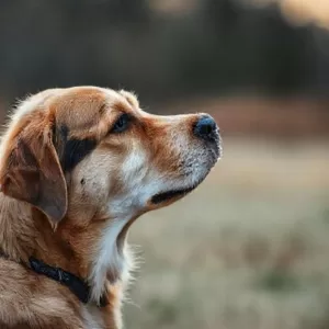 Gerenciando o Luto Antecipatório: Um Guia para Tutores de Cães Terminais