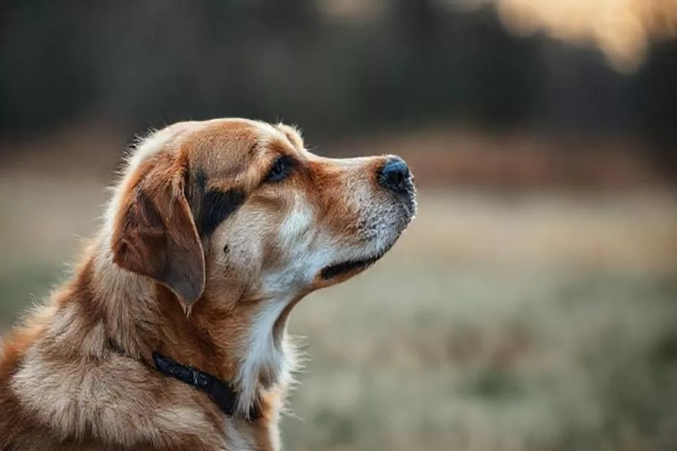 Gerenciando o Luto Antecipatório: Um Guia para Tutores de Cães Terminais