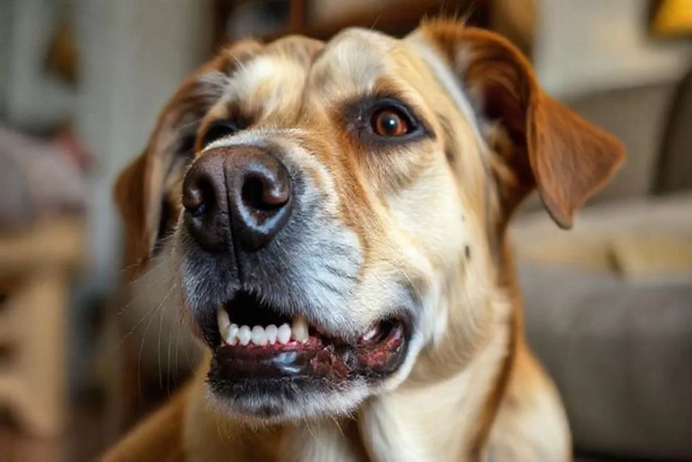 Compreendendo a Importância da Saúde Bucal em Cães Idosos