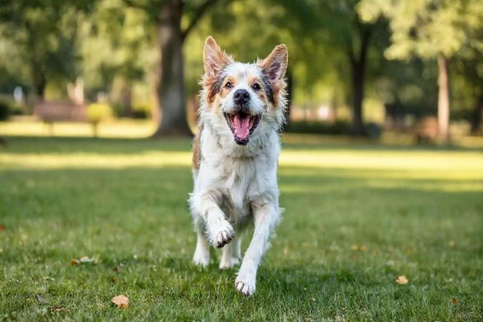 Os Benefícios do Ômega 3 na Saúde do Seu Cão Idoso
