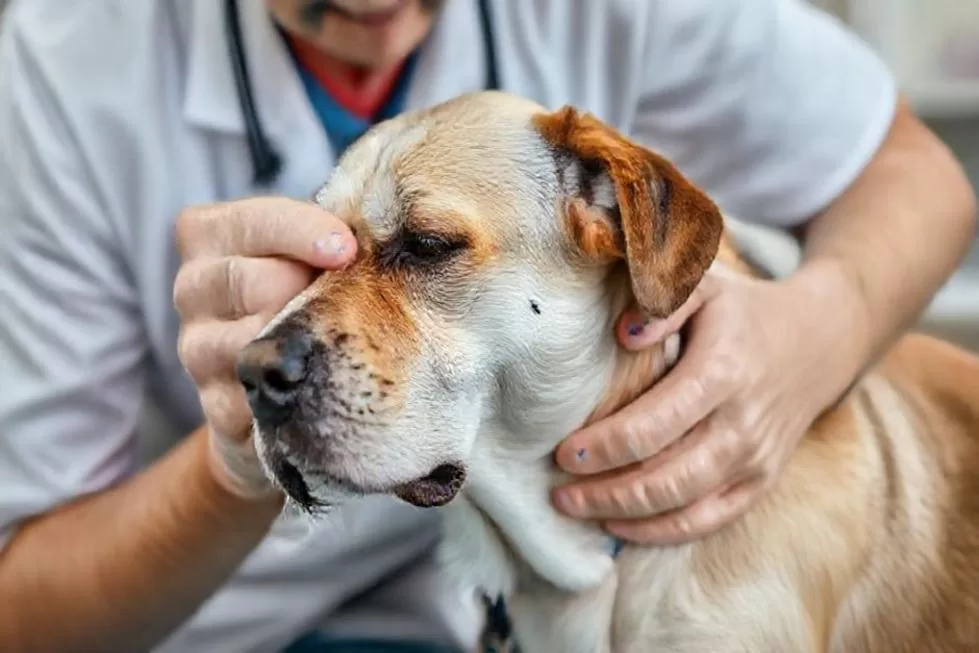 Preparando-se para o Eletrocardiograma do Seu Cão
