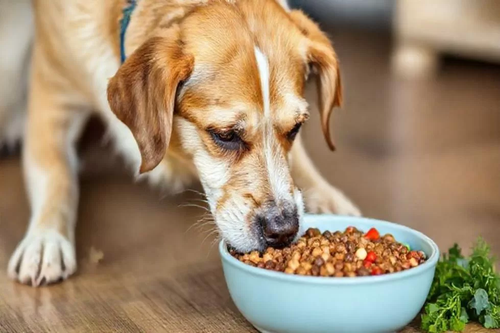 Alimentação Adequada para Cães Sêniores