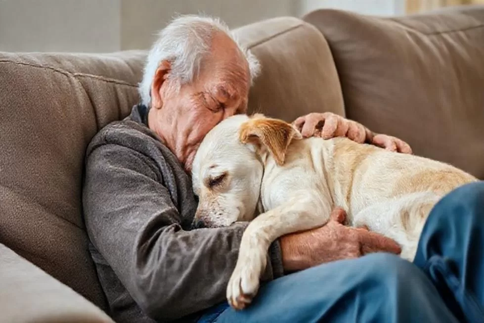 Os 7 Cuidados Essenciais para Cães Idosos Que Todo Dono Deve Conhecer