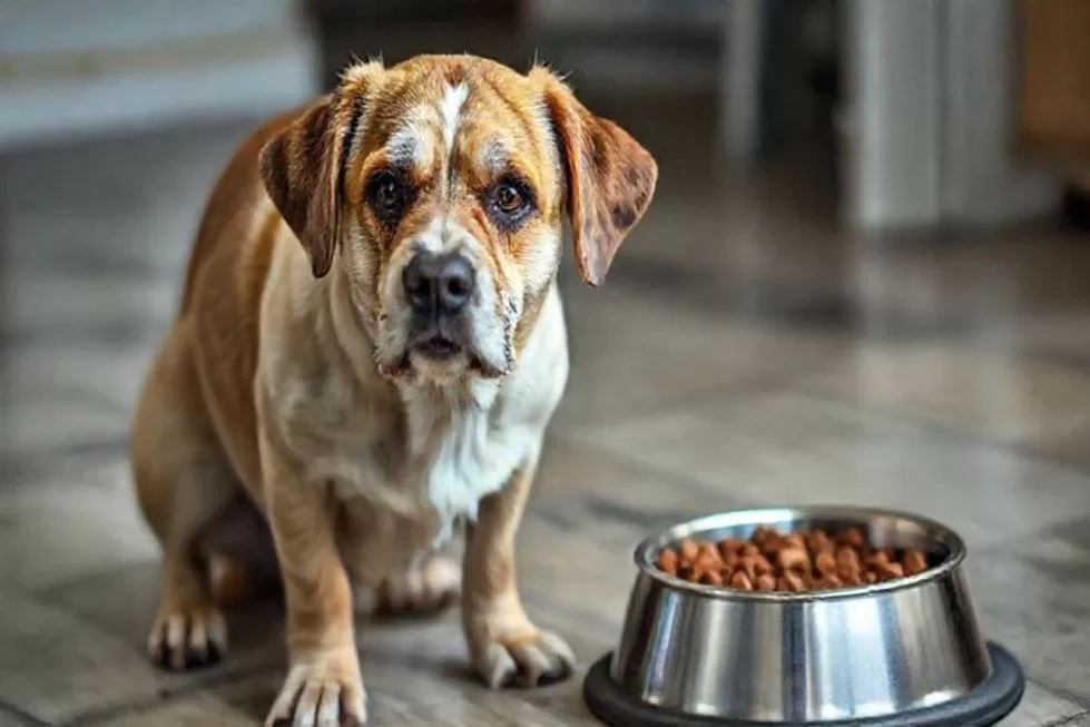 Como Agir em Caso de Engasgo Canino: Primeiros Socorros Essenciais para Cães Idosos 1 Entendendo o Engasgo Canino em Cães Idosos