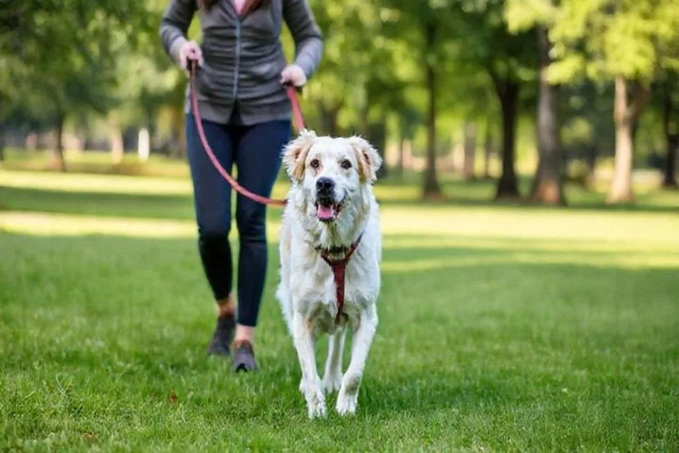 Atividades e Exercícios para Cães Idosos
