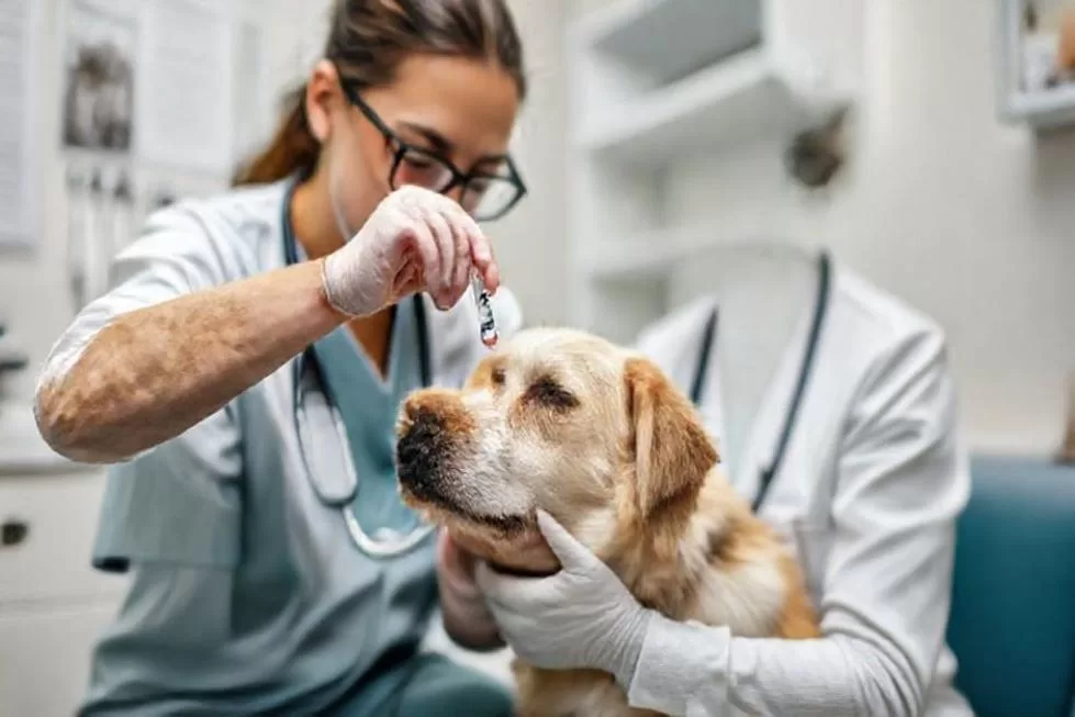Monitorando a Saúde do Seu Cão Diabético: Consultas e Cuidados