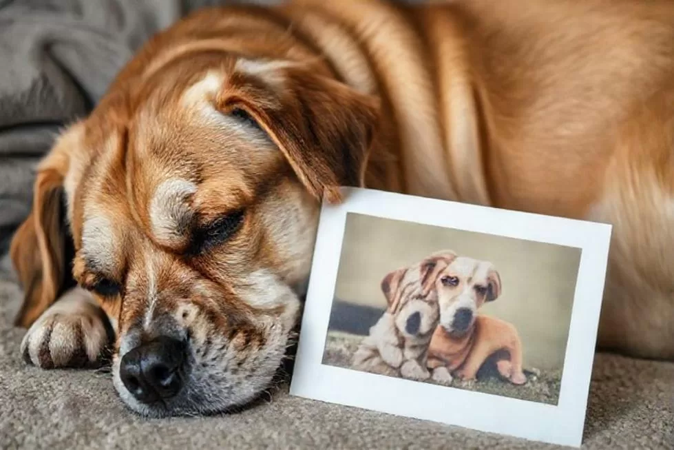 O Que é o Luto Pet e Como Reconhecê-lo em Outros Animais