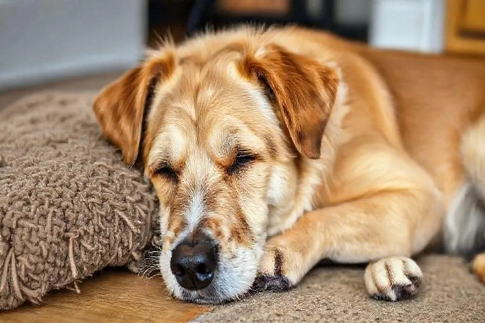 Snuffle Mat: A Solução Ideal para Estimulação Mental de Cães Seniores